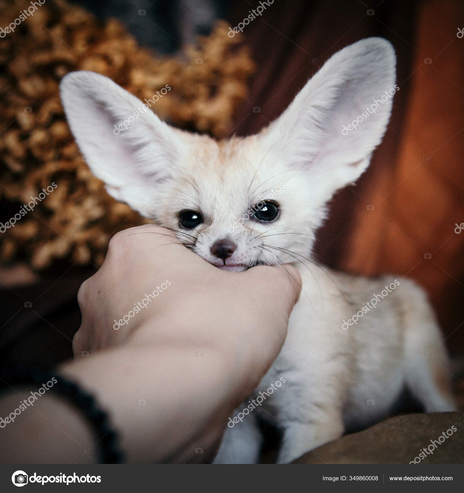Pretty Fennec Fox Cub On Brown Backgorund Stock Photo Image By C Farinosa Pretty Fennec Fox Cub On Brown Backgorund Stock Photo Image By C Farinosa