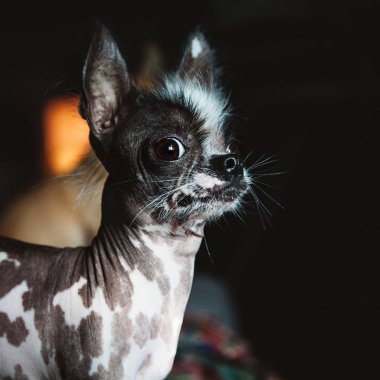 Perulu alında saç çizgisi ve chihuahua köpek siyah karışımı