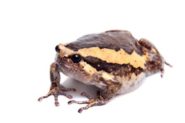 Şeritli boğa kurbağası beyaz arka planda izole edildi