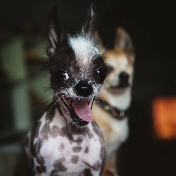 Perulu alında saç çizgisi ve chihuahua köpek siyah karışımı — Stok fotoğraf