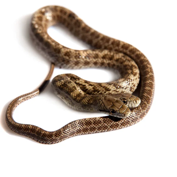A két fejű japán patkány kígyó, Elaphe climacophora, fehér — Stock Fotó