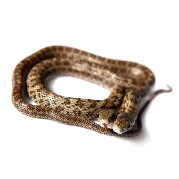 The two headed Japanese rat snake, Elaphe climacophora, on white — 스톡 사진