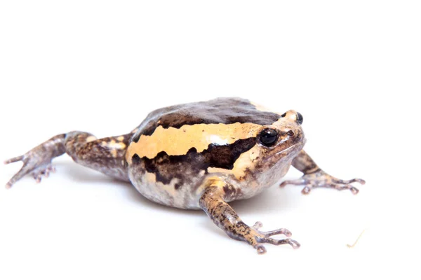 Şeritli boğa kurbağası beyaz arka planda izole edildi — Stok fotoğraf