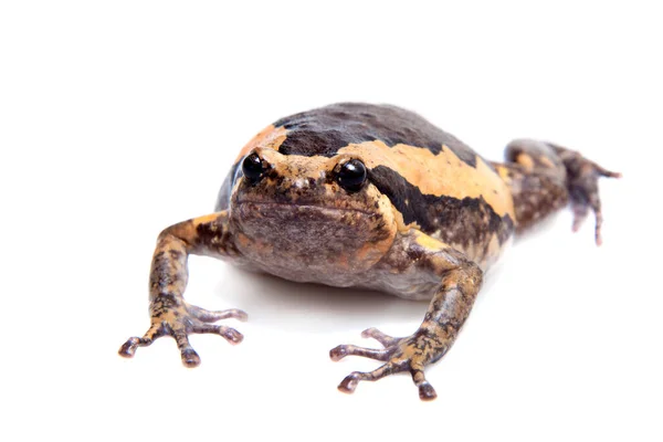 The banded bullfrog isolated on white background — Stock Photo, Image