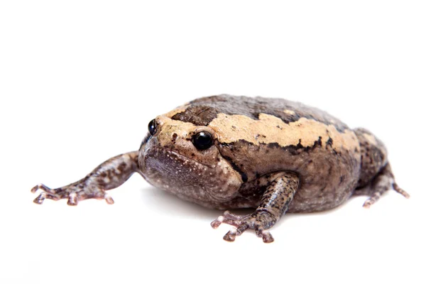 De gestreepte kikker geïsoleerd op witte achtergrond — Stockfoto