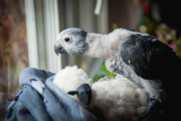 Kis afrikai szürke papagáj baba előtt ablak — Stock Fotó