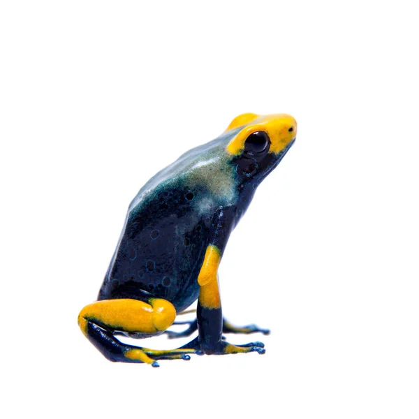 Paw barwiących zatrucia dart frogling, Dendrobates tinctorius Tumucumaque, na białym — Zdjęcie stockowe