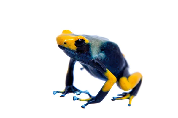 Pavão Tingimento Veneno dardo rã, Dendrobates tinctorius Tumucumaque, em branco — Fotografia de Stock