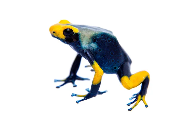 Tavuskuşu boyama zehirli dart kurbağalama, Dendrobates tumucumaque, beyaz üzerine — Stok fotoğraf