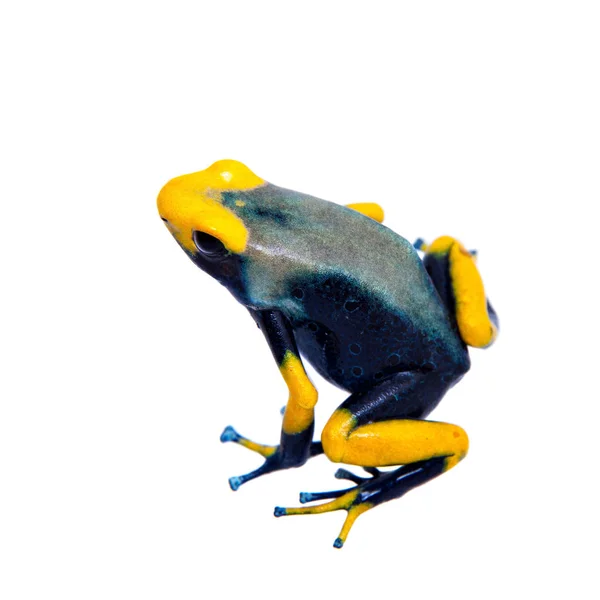 Tavuskuşu boyama zehirli dart kurbağalama, Dendrobates tumucumaque, beyaz üzerine — Stok fotoğraf