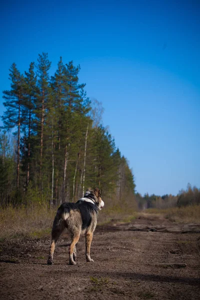 Mixed breed dog in the autumn field — Stock Photo, Image