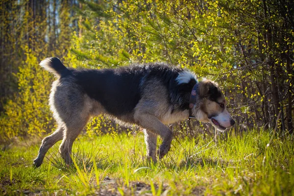 Blandras hund i fältet hösten — Stockfoto