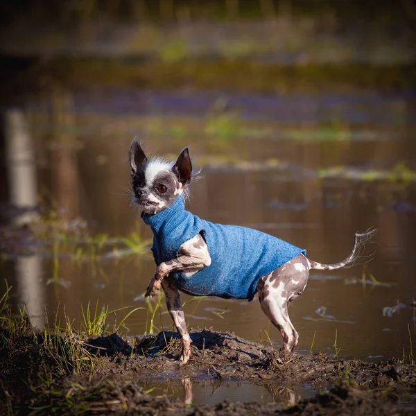 Ugly peruvian hairless and chihuahua mix dog on grass — Stock Photo, Image