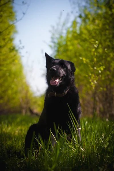野原で9ヶ月の羊飼いの犬 — ストック写真