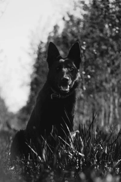 9 meses de idade cão pastor no campo — Fotografia de Stock