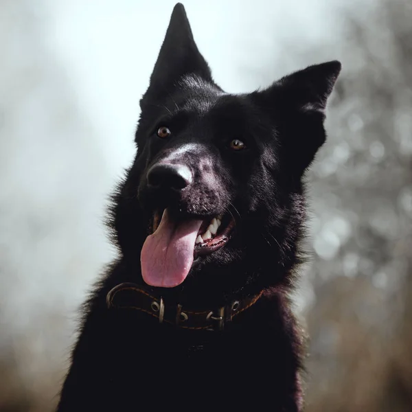 9 maanden oude herdershond in het veld — Stockfoto