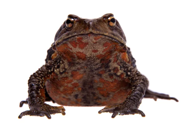 Amazing Vietnamese toad isolated on white background — Stock Photo, Image