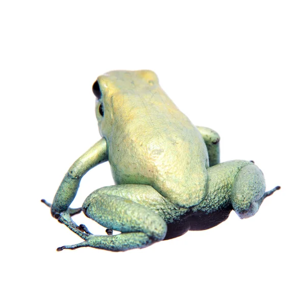 Rana venenosa dorada de menta sobre fondo blanco —  Fotos de Stock