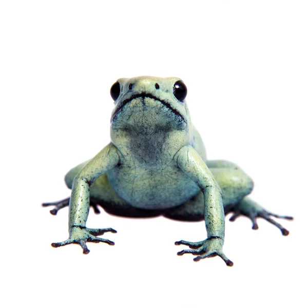 흰색 배경에 민트 황금 독 개구리 — 스톡 사진