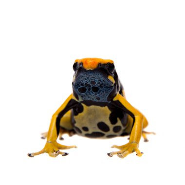 Regina Dyeing Zehirli Dart Frogling, Dendrobates Tinctorius, beyaz üzerine