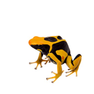 Regina Dyeing Zehirli Dart Frogling, Dendrobates Tinctorius, beyaz üzerine
