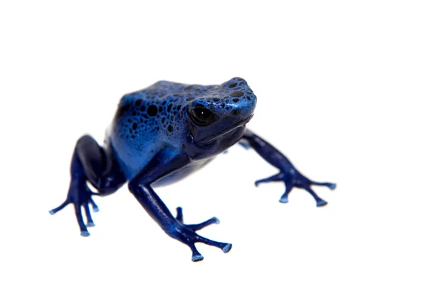 Sapo-dardo-de-veneno-azul, Dendrobates tinctorius Azureus, sobre branco — Fotografia de Stock