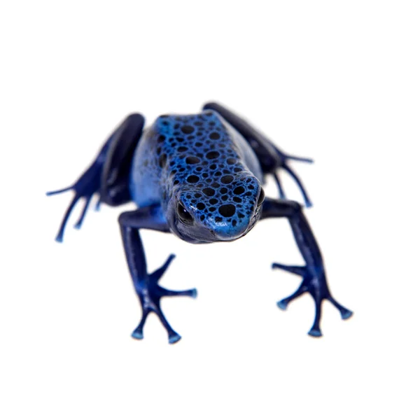Blauer Pfeilgiftfrosch, dendrobat tinctorius azureus, auf weiß — Stockfoto