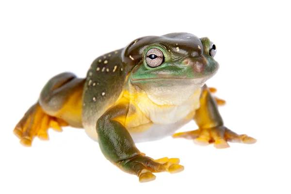 The magnificent tree frog or splendid tree frog on white background — Stock Photo, Image