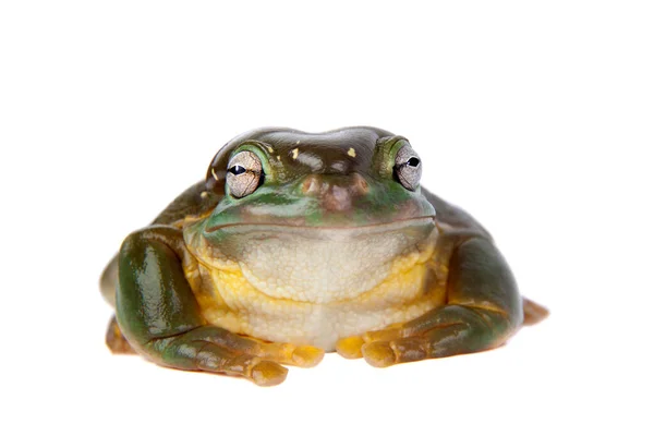 白色背景的华丽的树蛙或华丽的树蛙 — 图库照片