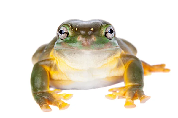 Der prächtige Laubfrosch oder prächtige Laubfrosch auf weißem Hintergrund — Stockfoto