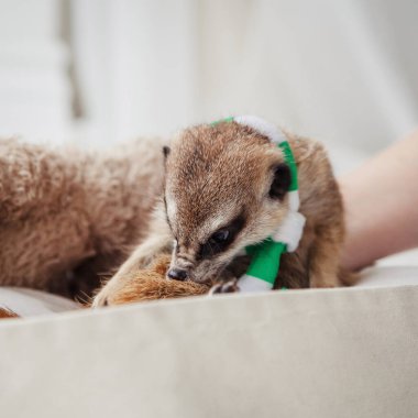 Mirket ya da suricate yavrusu, 8 dağ yaşında.
