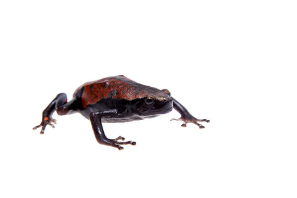 Accra snake-necked frog or West African rubber frog on white — Stock Photo, Image