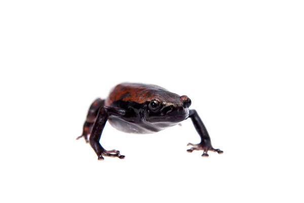 Accra-Schlangenhalsfrosch oder westafrikanischer Gummifrosch auf weißem Grund — Stockfoto