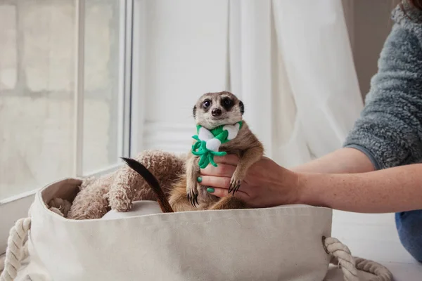 Den meerkat eller surikat unge, 8 fästen gamla — Stockfoto