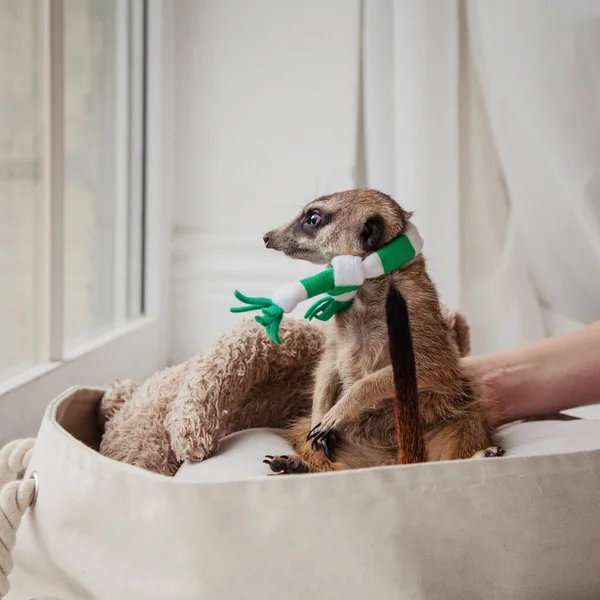 Den meerkat eller surikat unge, 8 fästen gamla — Stockfoto