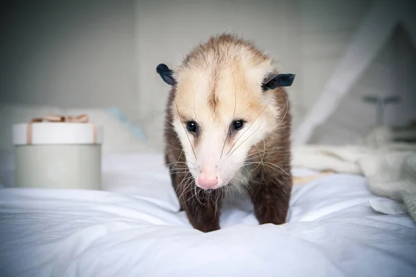 Das Virginia-Opossum sitzt auf dem Bett — Stockfoto