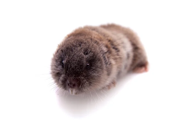 El topo del norte, Ellobius talpinus, sobre blanco — Foto de Stock