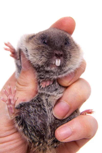 Kuzeyli köstebek tarla faresi, Ellobius talpinus, beyaz üzerinde. — Stok fotoğraf