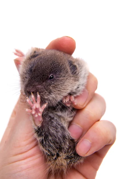 Az északi anyajegy vole, Ellobius talpinus, fehér — Stock Fotó