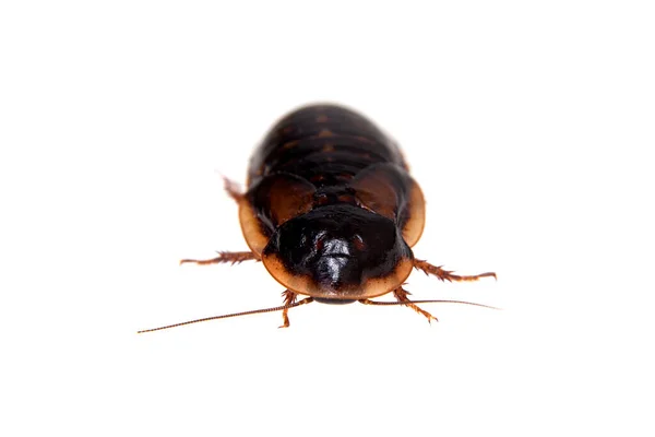 The Dubia roach or Argentinian wood roach isolated on white — Stock Photo, Image