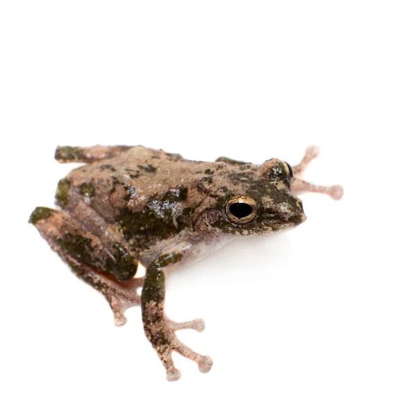 Rã-da-árvore, Kurixalus odontotarsus, serrada, de pernas pequenas, sobre branco — Fotografia de Stock