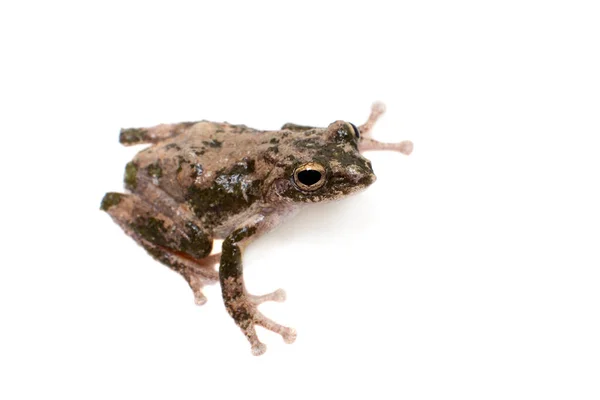 Serrate-legged small treefrog, Kurixalus odontotarsus, on white Royalty Free Stock Photos