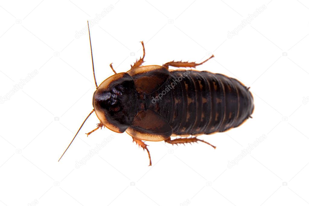 The Dubia roach or Argentinian wood roach isolated on white
