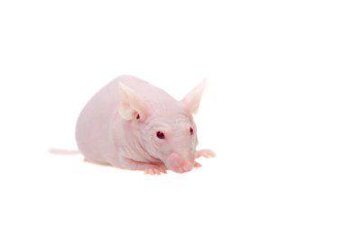 Kılsız albino fare, Mus musculus, beyaz üzerinde izole.