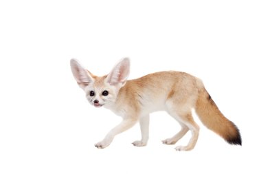Beyaz arka planda izole edilmiş sevimli Fennec tilkisi