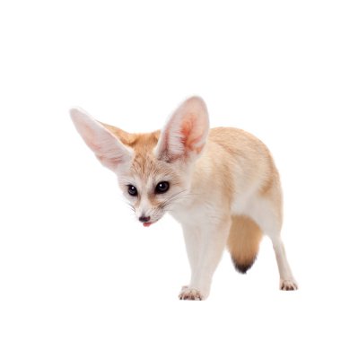 Beyaz arka planda izole edilmiş sevimli Fennec tilkisi