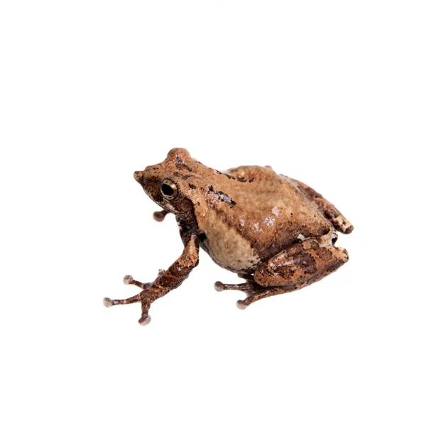 Pancia macchiato froglet isolato su sfondo bianco — Foto Stock