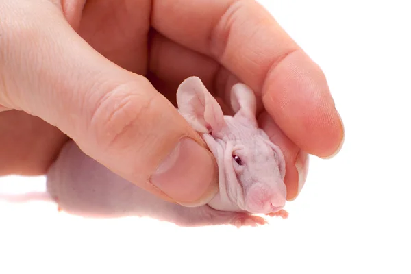 Haarloze albino muis, Mus musculus, geïsoleerd op wit — Stockfoto