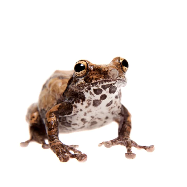 Sapo manchado barriga isolado no fundo branco — Fotografia de Stock