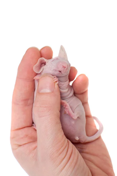Bezwłosa mysz albinosowa, Mus musculus, izolowana na białym — Zdjęcie stockowe